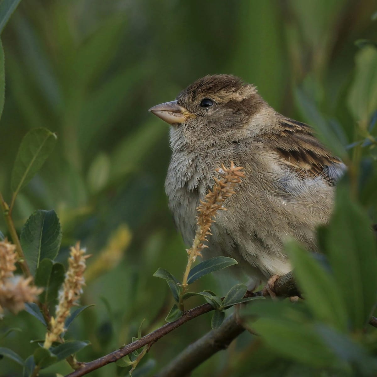 Daniel Padilla avatar
